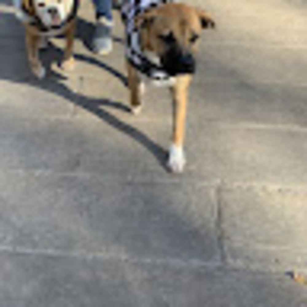 Meet your Posher, Mapples